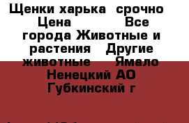 Щенки харька! срочно. › Цена ­ 5 000 - Все города Животные и растения » Другие животные   . Ямало-Ненецкий АО,Губкинский г.